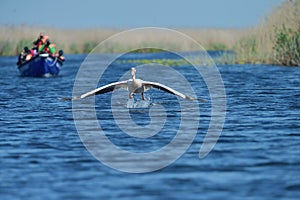 Photographers chasing pelican