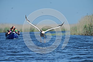 Photographers chasing pelican