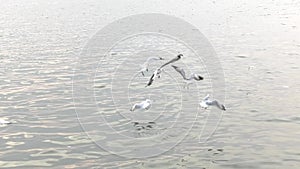 Photographers are feeding seagulls in Vietnam and photographing them