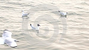 Photographers are feeding seagulls in Vietnam and photographing them