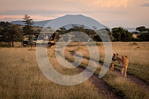 Photographers in truck watching lioness and cub