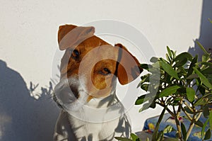 Photographic close-up of my Jack Russell among plants and flowers photo