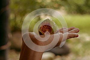 fruits of the peruvian amazon