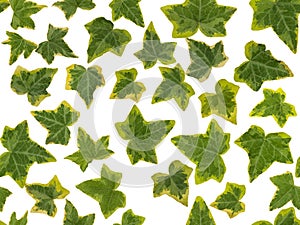 Photographic image of green and yellow Ivy leaves, on a white background., seamless to be repeated endlessly.