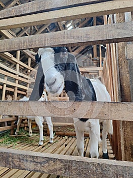 Photographing adult goats in the city of Blitar, East Java