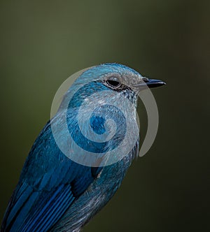 Photographing birds in artistic nature  Verditer Flycatcher