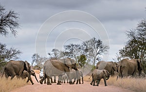 Photographing herd of wild African elephants
