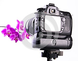 Photographing orchid in photo studio