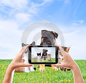 Photographing pets smartphone