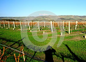 Fotografovanie valcovanie kopca vinice 