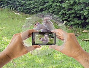 Photographing a squirrel