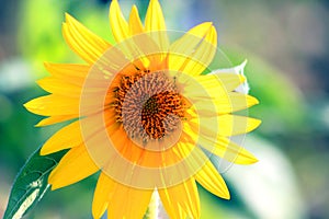 Photographing of sunflower