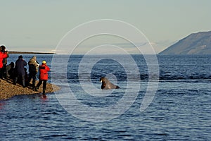 Photographing walrus in sea