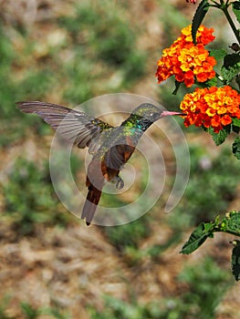 Views of the flight of a hummingbird over the flowers