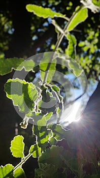 Plants reflected in sunlight in spring photo