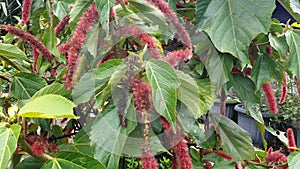 Photography of Acalypha hispida for wallpaper