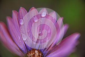 Photography of African Daisy with water drops in a garden