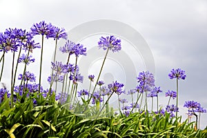 Photography of the agapanthus flower which originates from south africa Agapanthus blue flowers. photo