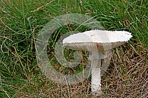 Photography of Agaricales gilled mushroom photo