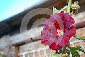 Photography of Alcea rosea, the common hollyhock