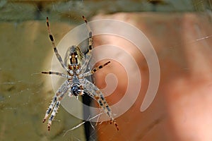 Photography of Araneus diadematus spider