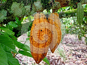Photography background of tree kakao photo