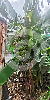 a photography of a banana tree with a bunch of bananas growing on it, banana tree with a bunch of unripe bananas growing on it