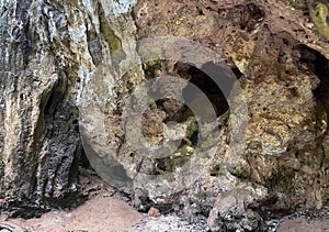 a photography of a bear in a cave with a tree in the background, dermochelys coriaceates are a common form of termicious rock