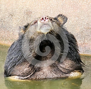 a photography of a bear sitting in a pool of water, melursus ursinus sitting in a pool of water with its head above the water