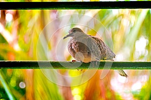 Photography of Beautiful Indian Mourning dove Zenaida macroura Sitting On Window Bar of House In Town. Carolina pigeon in