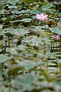 Photography of beautiful lotus blooming in a pool.