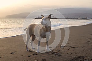 Photography of a beautiful pitbull in the beach