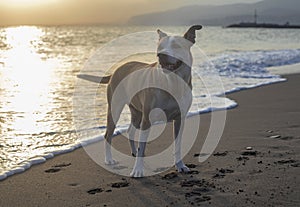 Photography of a beautiful pitbull dog in the beach
