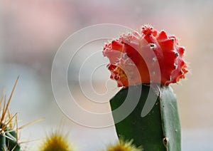 Beautiful red bulbed cactus photography photo