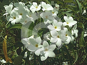 Fotografia de bellas flores blancas con efecto vintage. photo