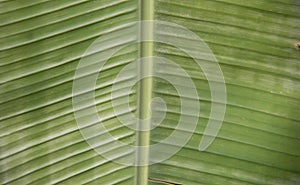 a photography of a bird sitting on a banana leaf, bulbul green banana leaf with a thin, curved, and slightly curved section