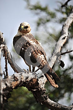 photography of a bird on tree photo