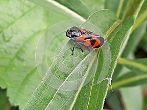 Photography of black-and-red froghopper Cercopis vulnerata