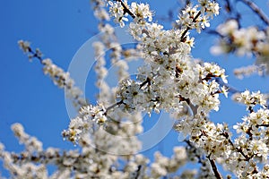 Photography  of blooming cherry plum tree Prunus cerasifera