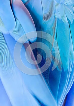 a photography of a blue bird with a blue wing and a white beak, a close up of a blue bird's wing with a blue background