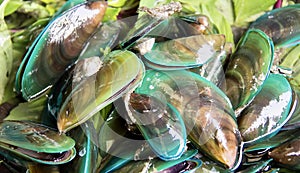 a photography of a bowl of green mussels and lettuce, a close up of a pile of green mussels on a bed of lettuce