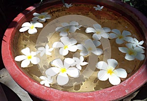 a photography of a bowl of water with white flowers floating in it, flowerpot with water in it on a table with rocks