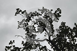 Photography of branches and leaves of a tree in a forest photo