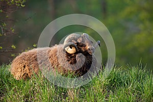 Photography of a brown skudde sheep