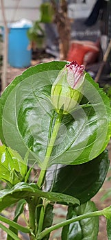 a photography of a budding rose bud on a green leaf, flowerpot with a budding flower on a green leaf in a garden