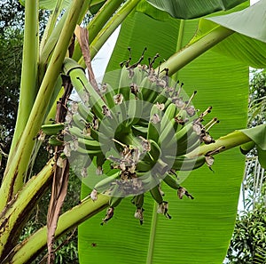 a photography of a bunch of bananas growing on a tree, banana tree with a bunch of unripe bananas growing on it