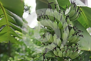 a photography of a bunch of bananas hanging from a tree, banana tree with a bunch of unripe bananas hanging from it