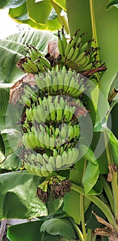 a photography of a bunch of bananas hanging from a tree, banana tree with a bunch of unripe bananas hanging from it