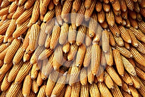 a photography of a bunch of corn is piled on top of each other, a close up of a bunch of corn on a table