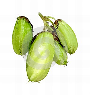 a photography of a bunch of green fruits on a branch, capitulum fruits on a branch with white background